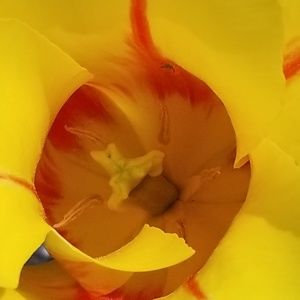 Meet your Posher, Dawn